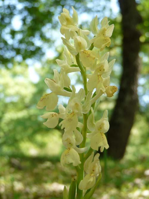 Orchidee delle Madonie